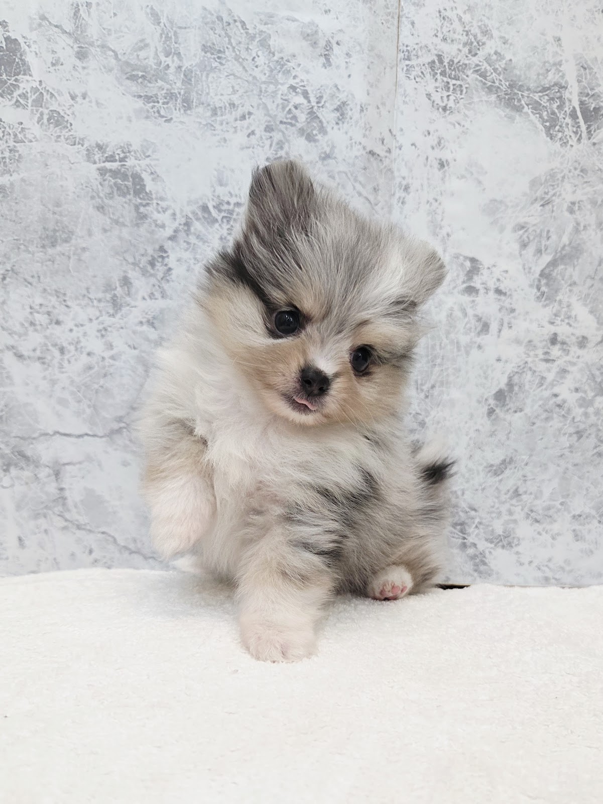 ポメラニアンの写真3