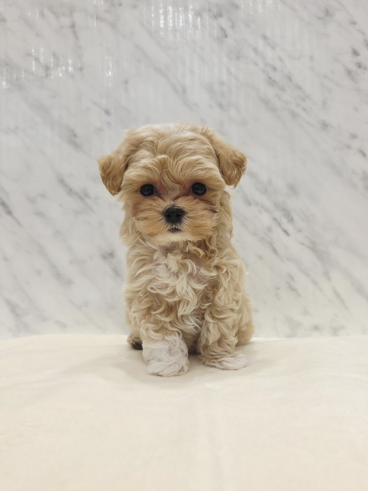 トイプードル×マルチーズの写真