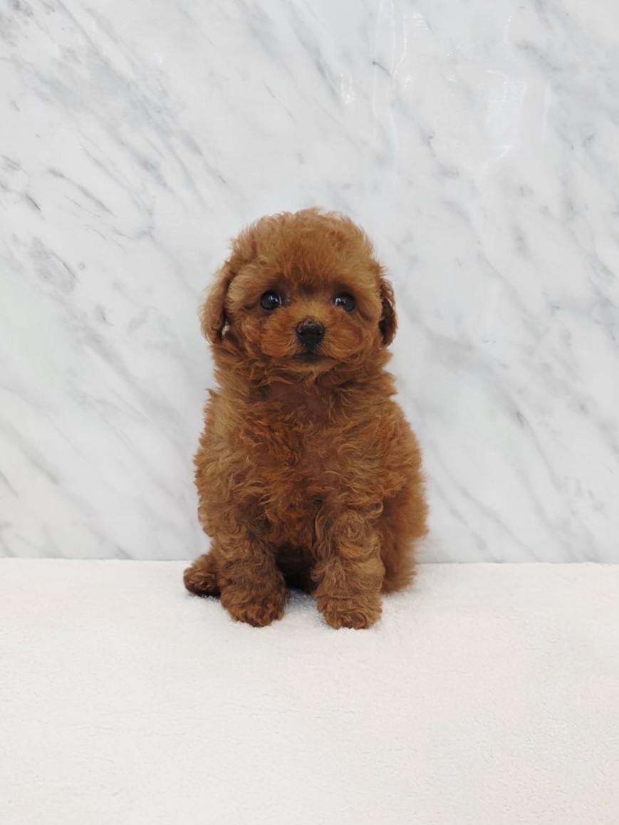 タイニープードルの写真