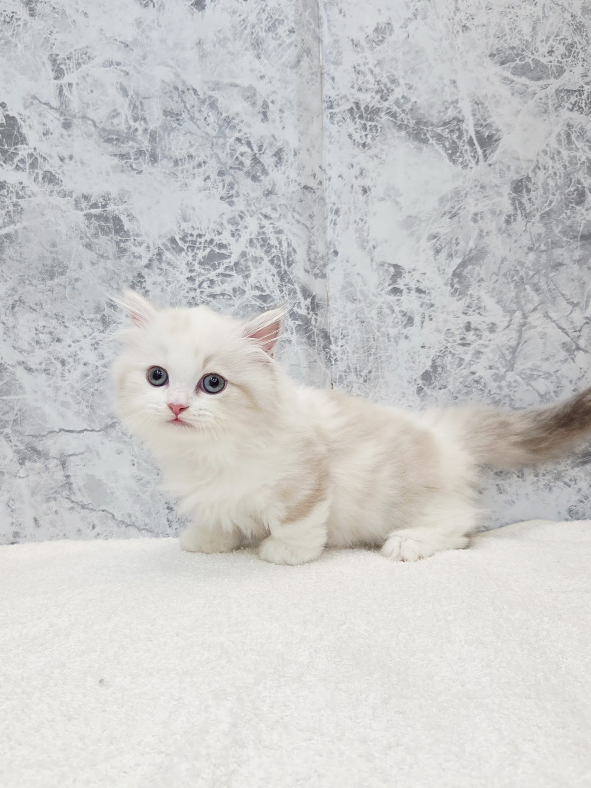 ミヌエットの写真3