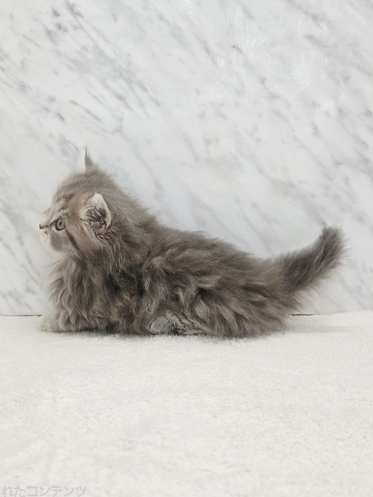 ミヌエットの写真2