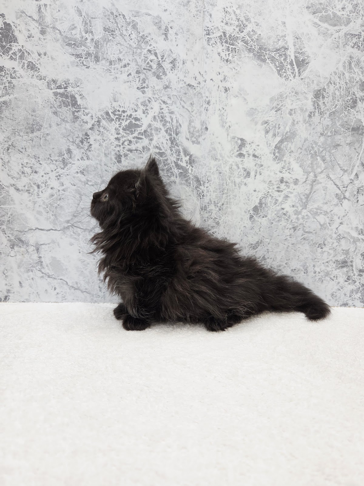 ミヌエットの写真2