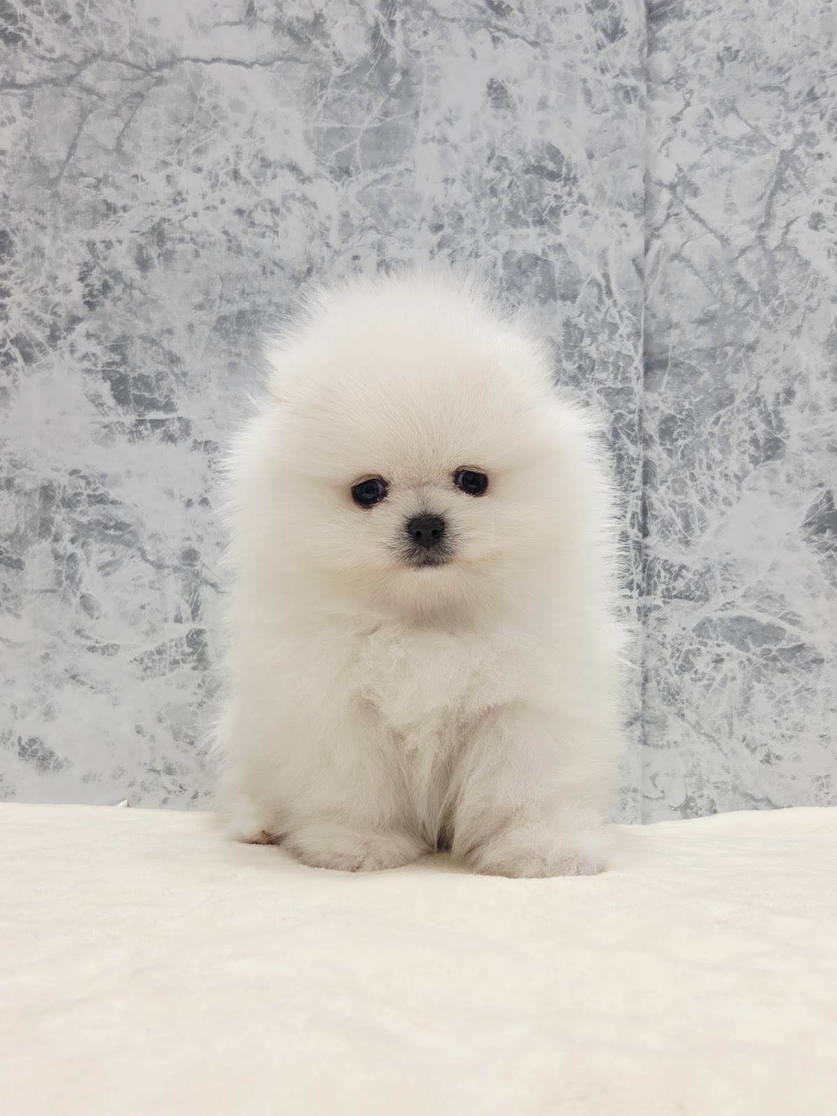 ポメラニアンの写真