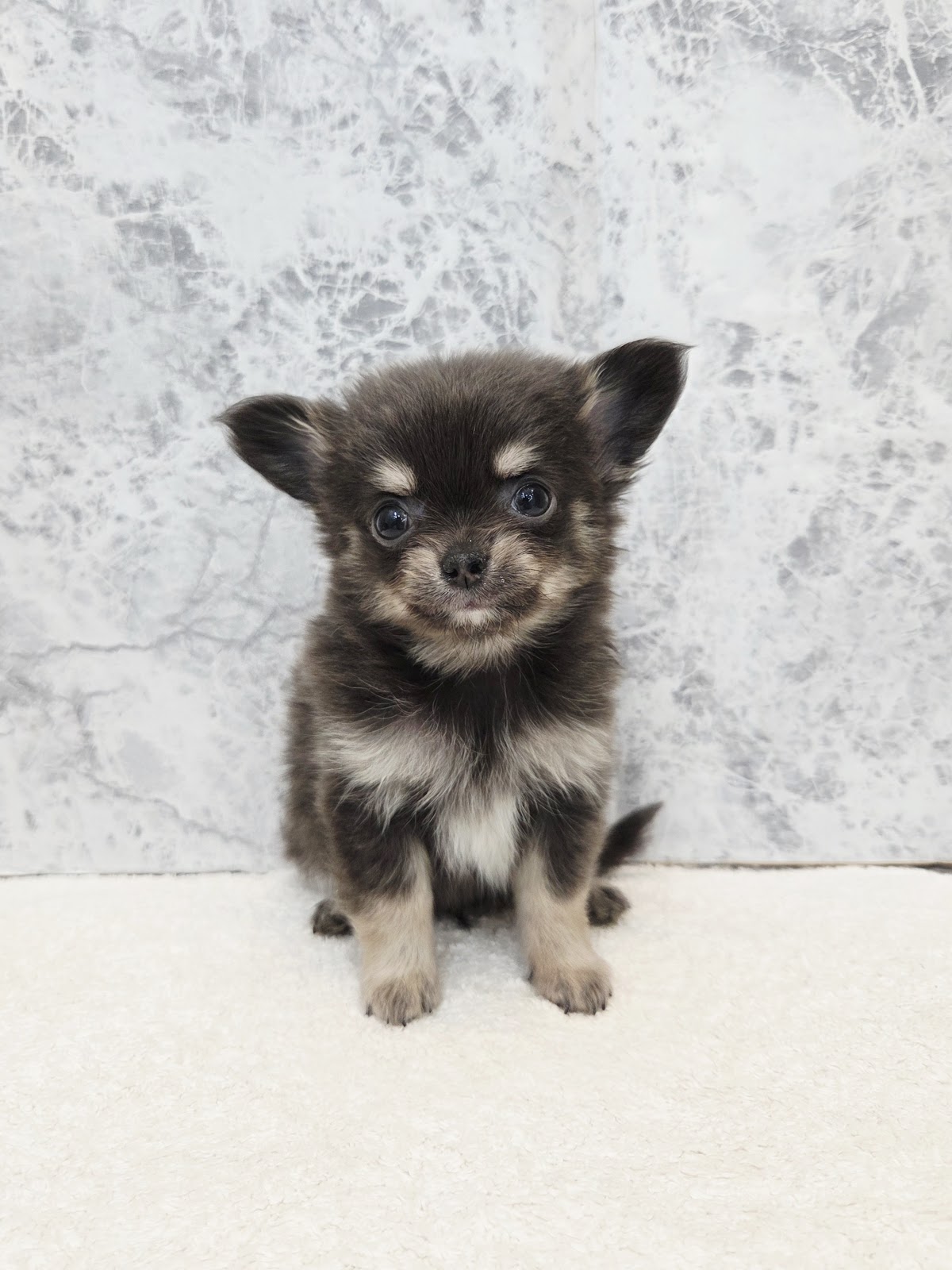 ロングコートチワワの写真