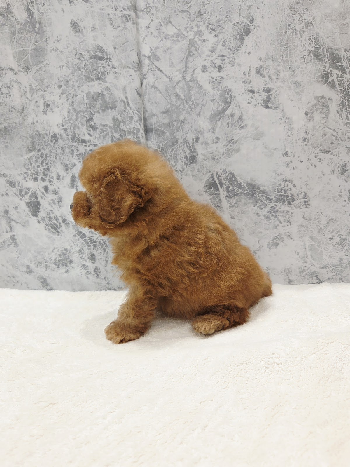 タイニープードルの写真2