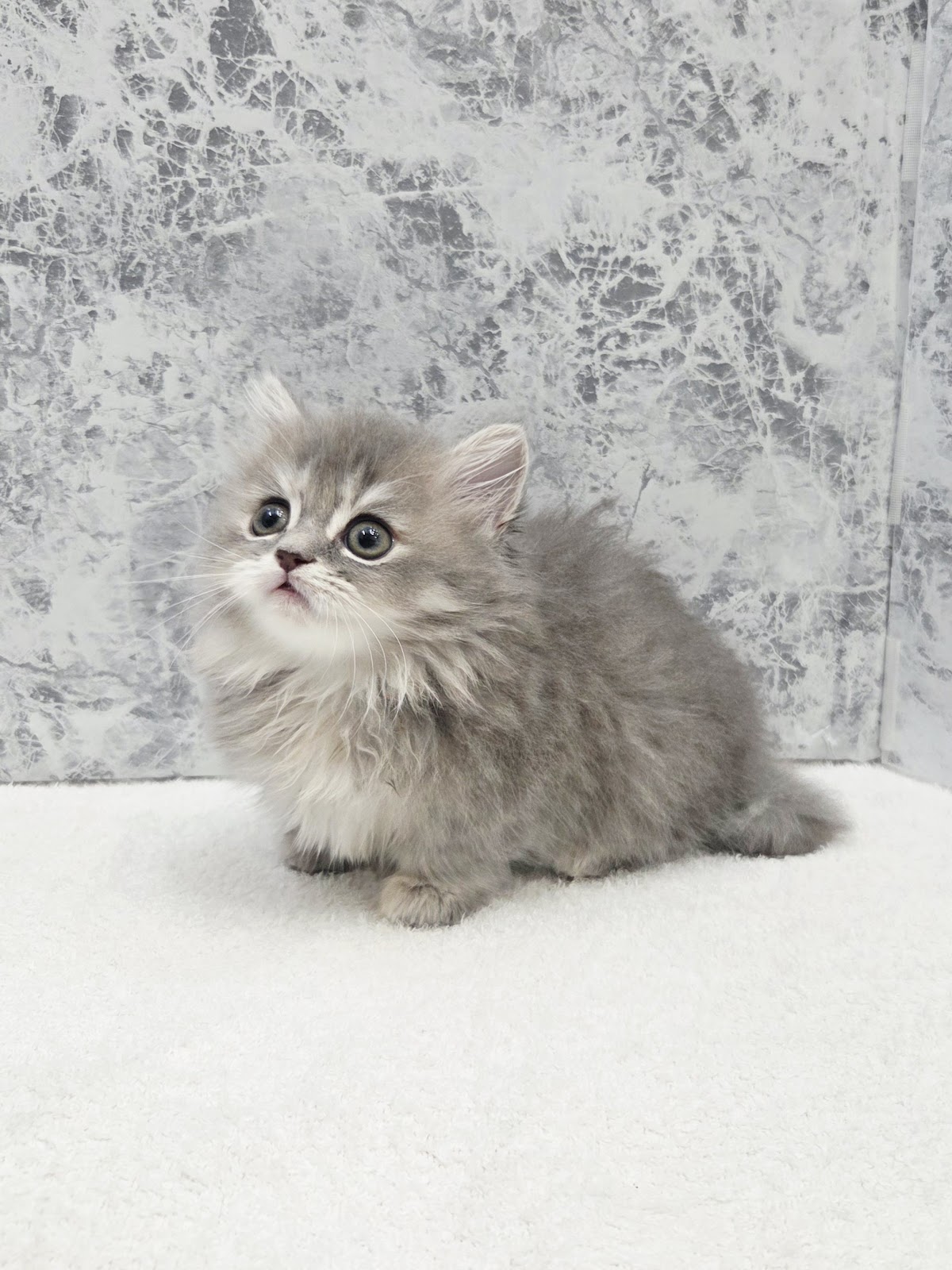 ミヌエットの写真3