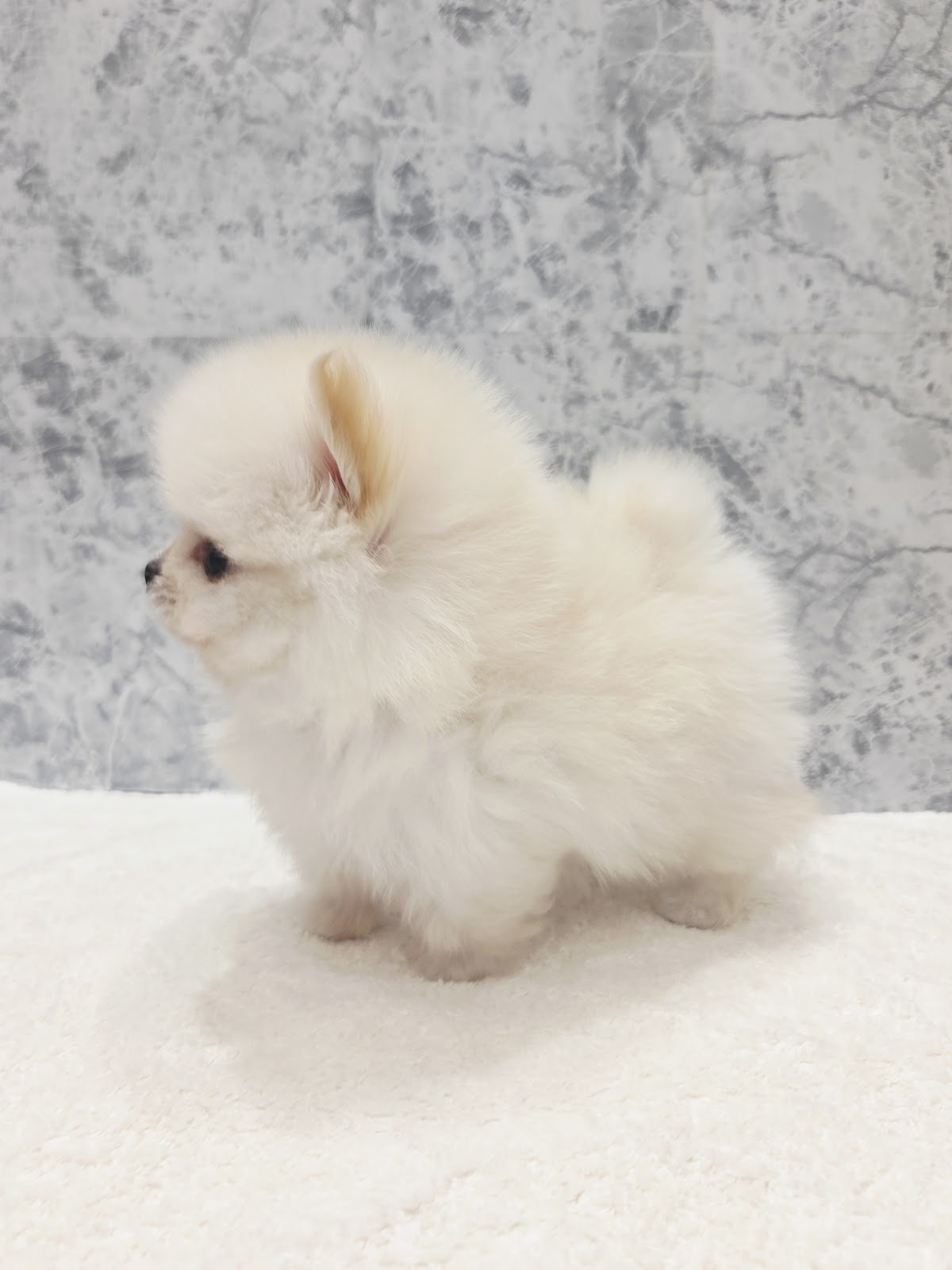 ポメラニアンの写真2