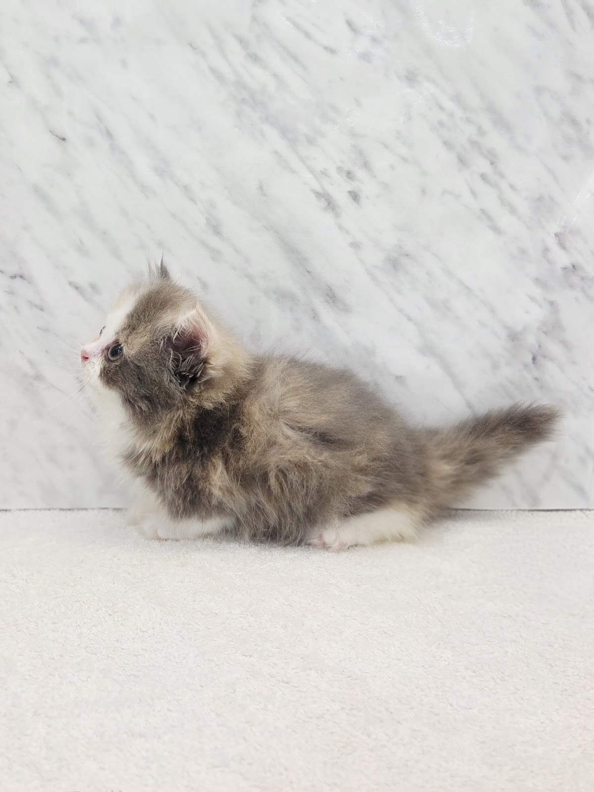 ミヌエットの写真2