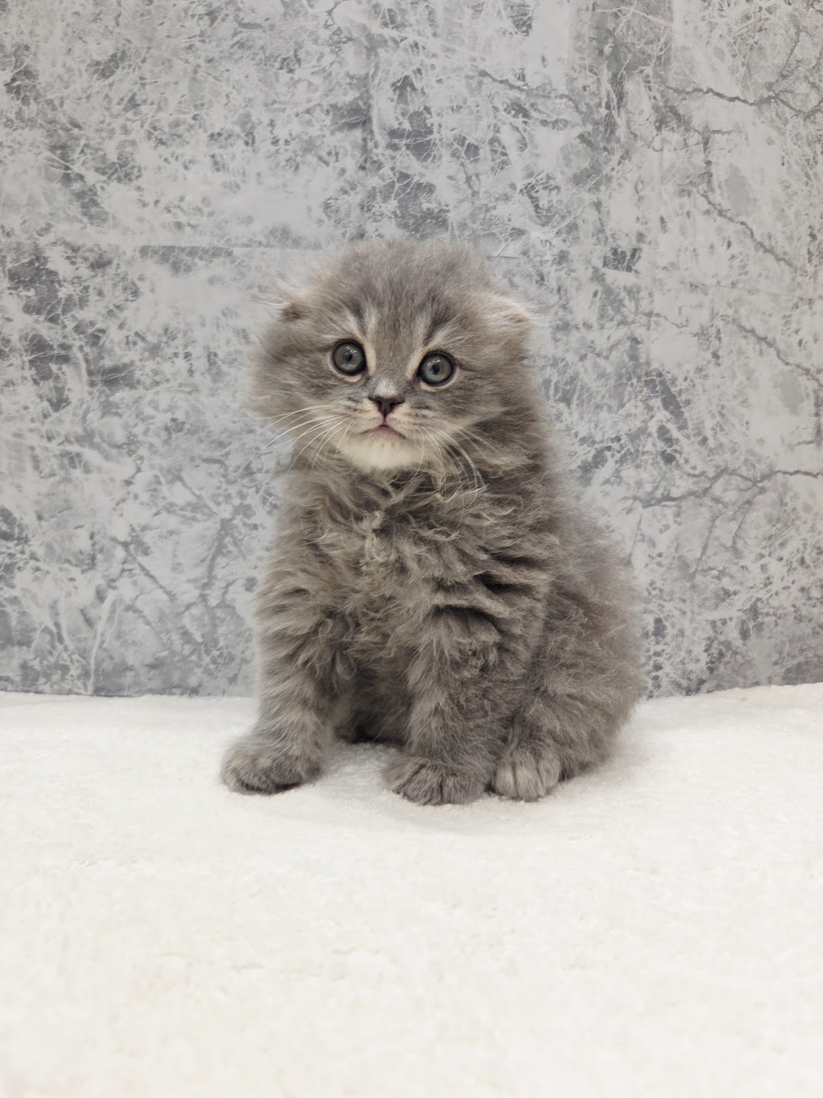 スコティッシュ・フォールドの写真3