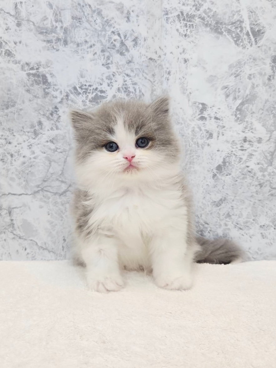 ラガマフィンの写真