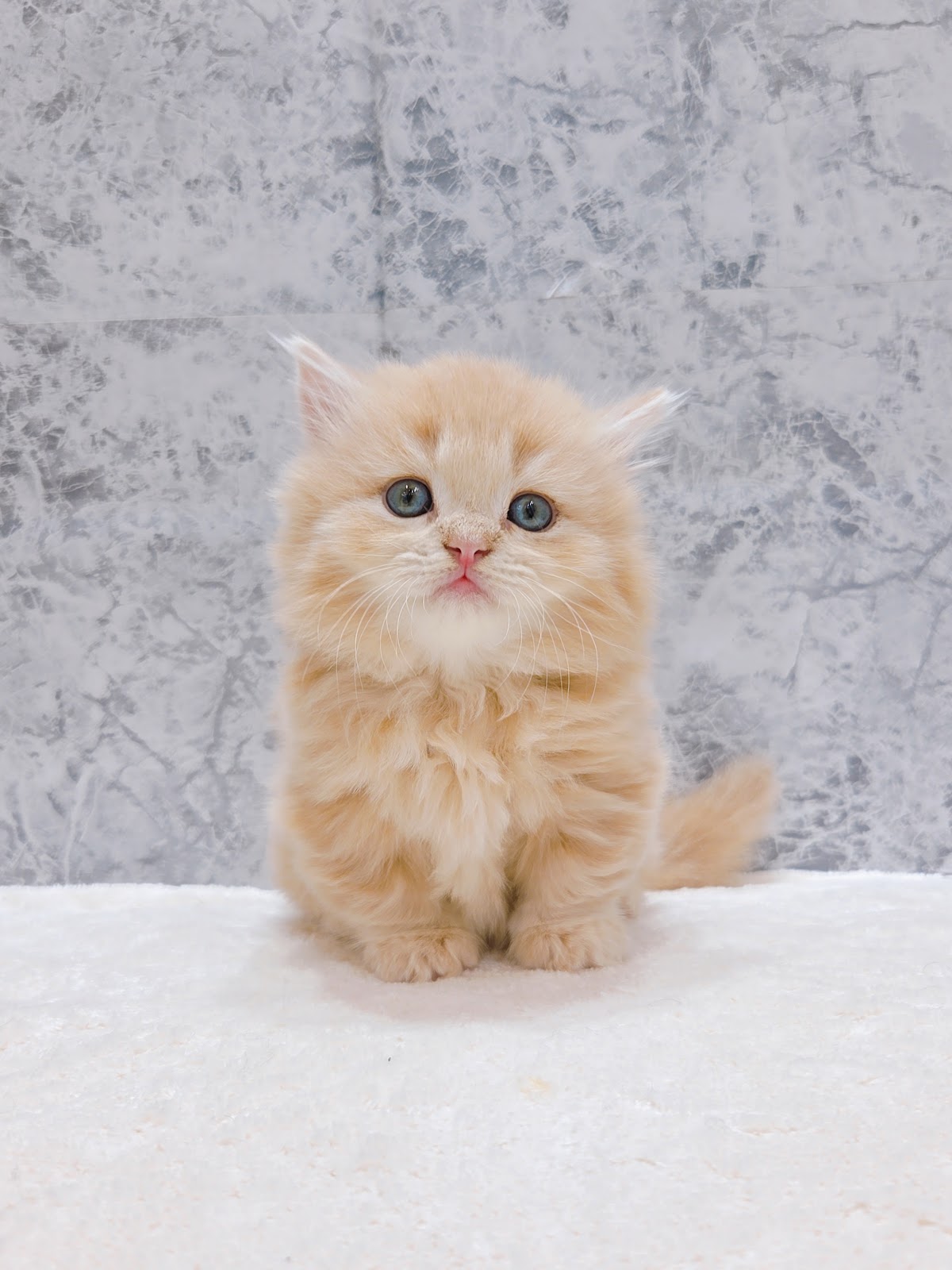 ミヌエットの写真