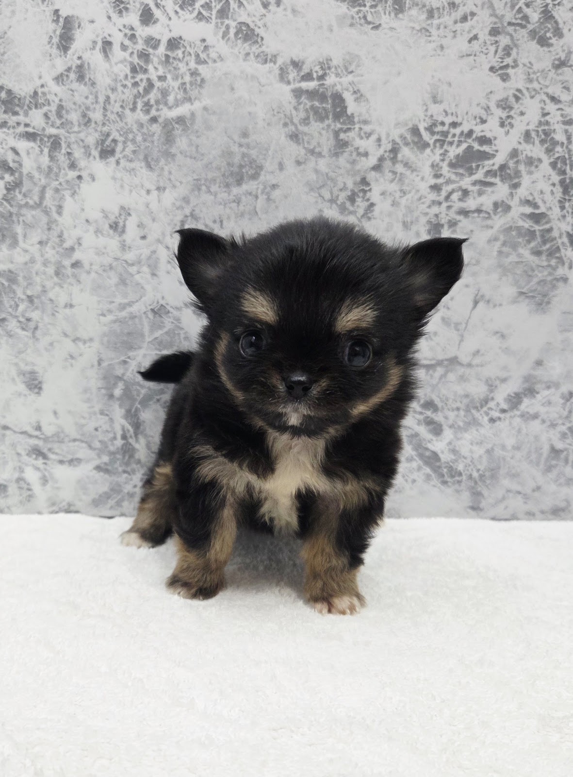 ロングコートチワワの写真3