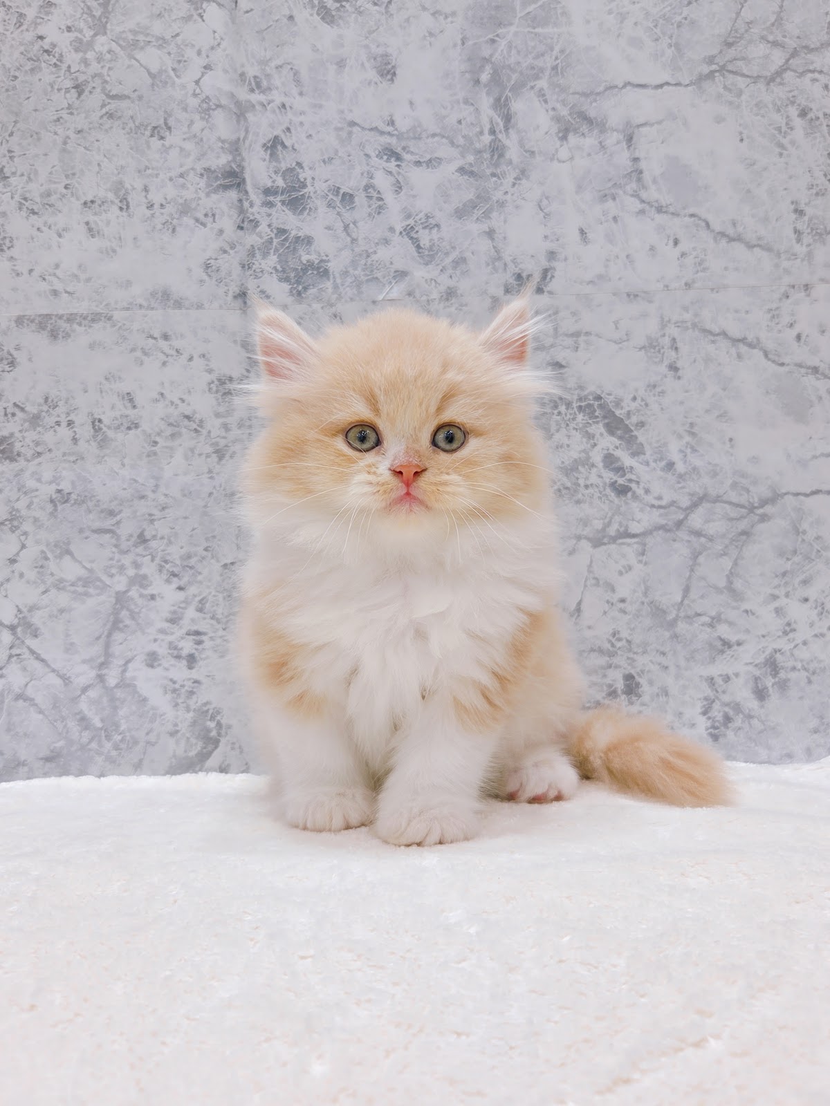 サイベリアンの写真