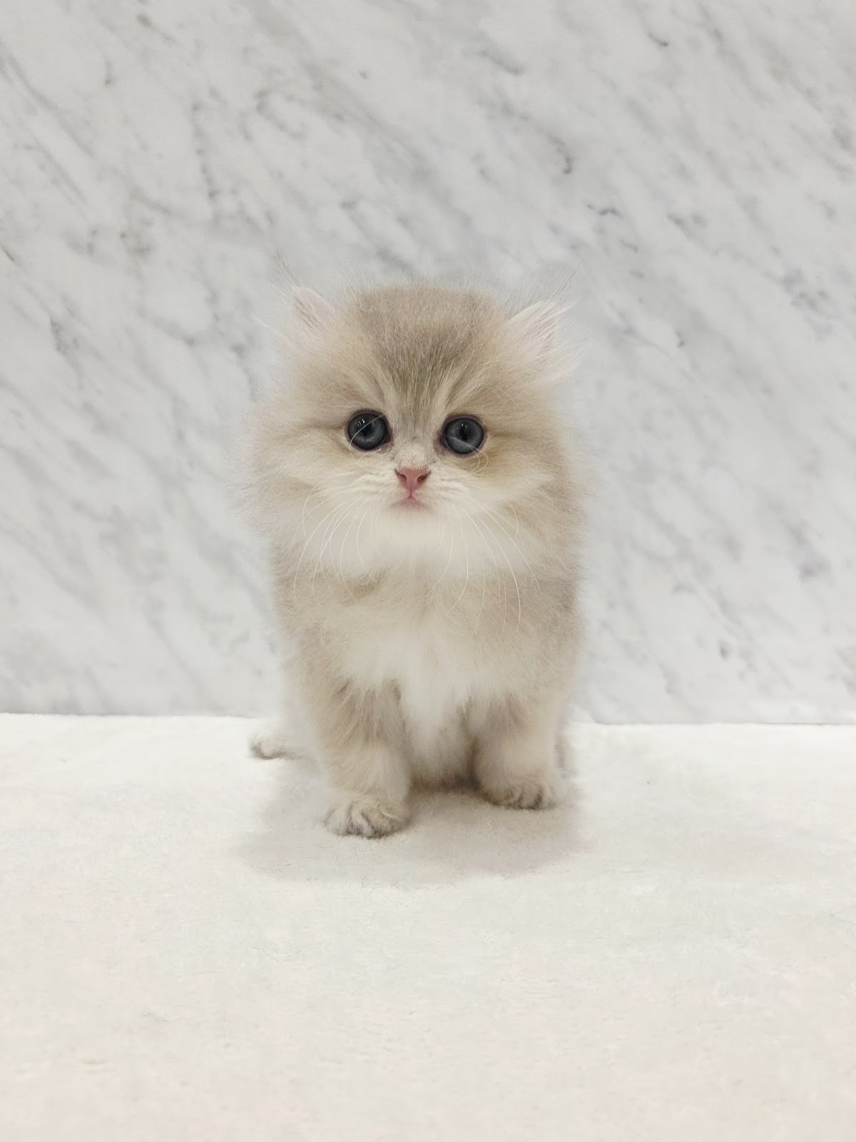 ブリティッシュロングヘアー