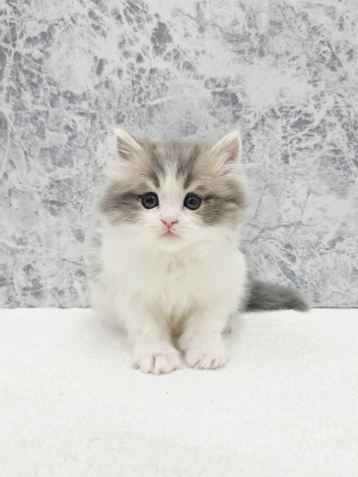 ラガマフィンの写真