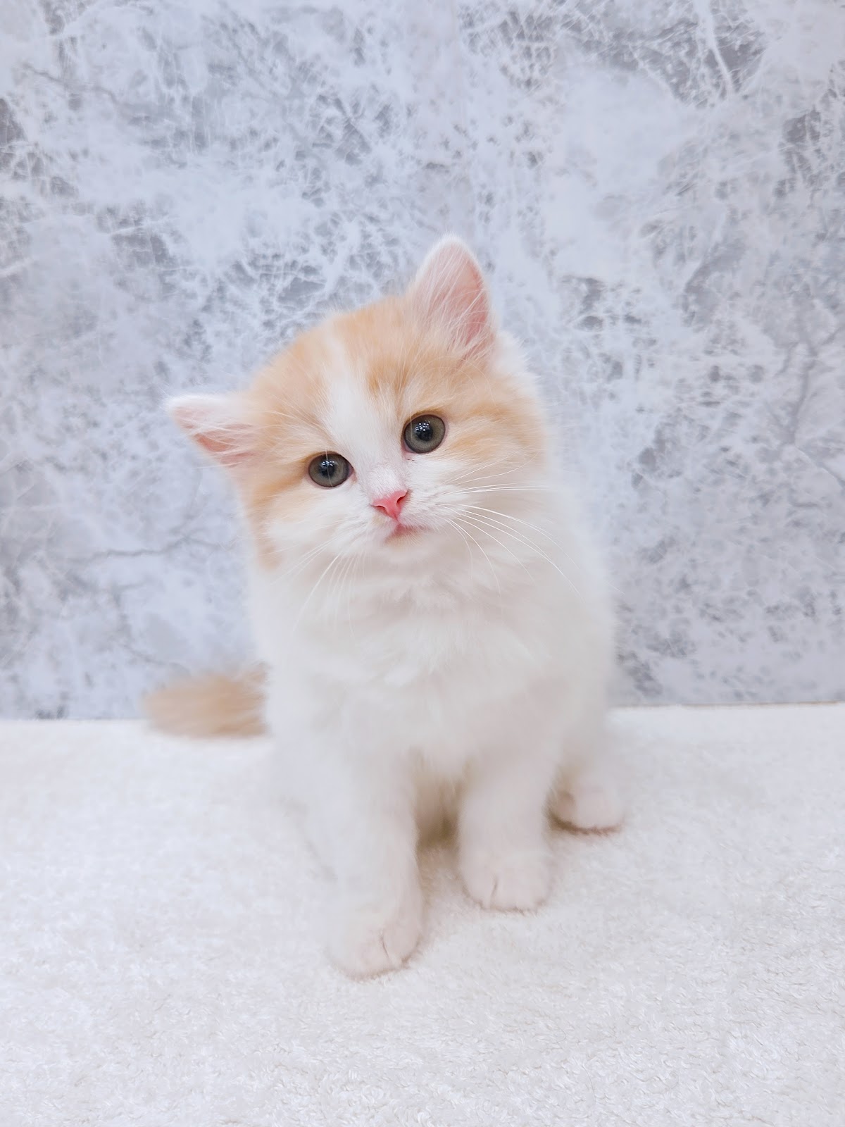 サイベリアンの写真