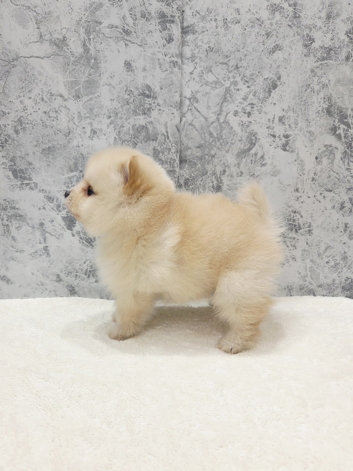 豆柴×ポメラニアンの写真2