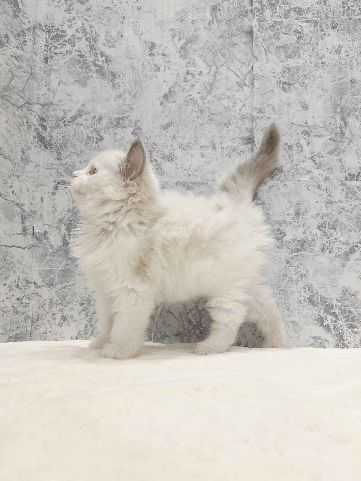 ラグドールの写真2