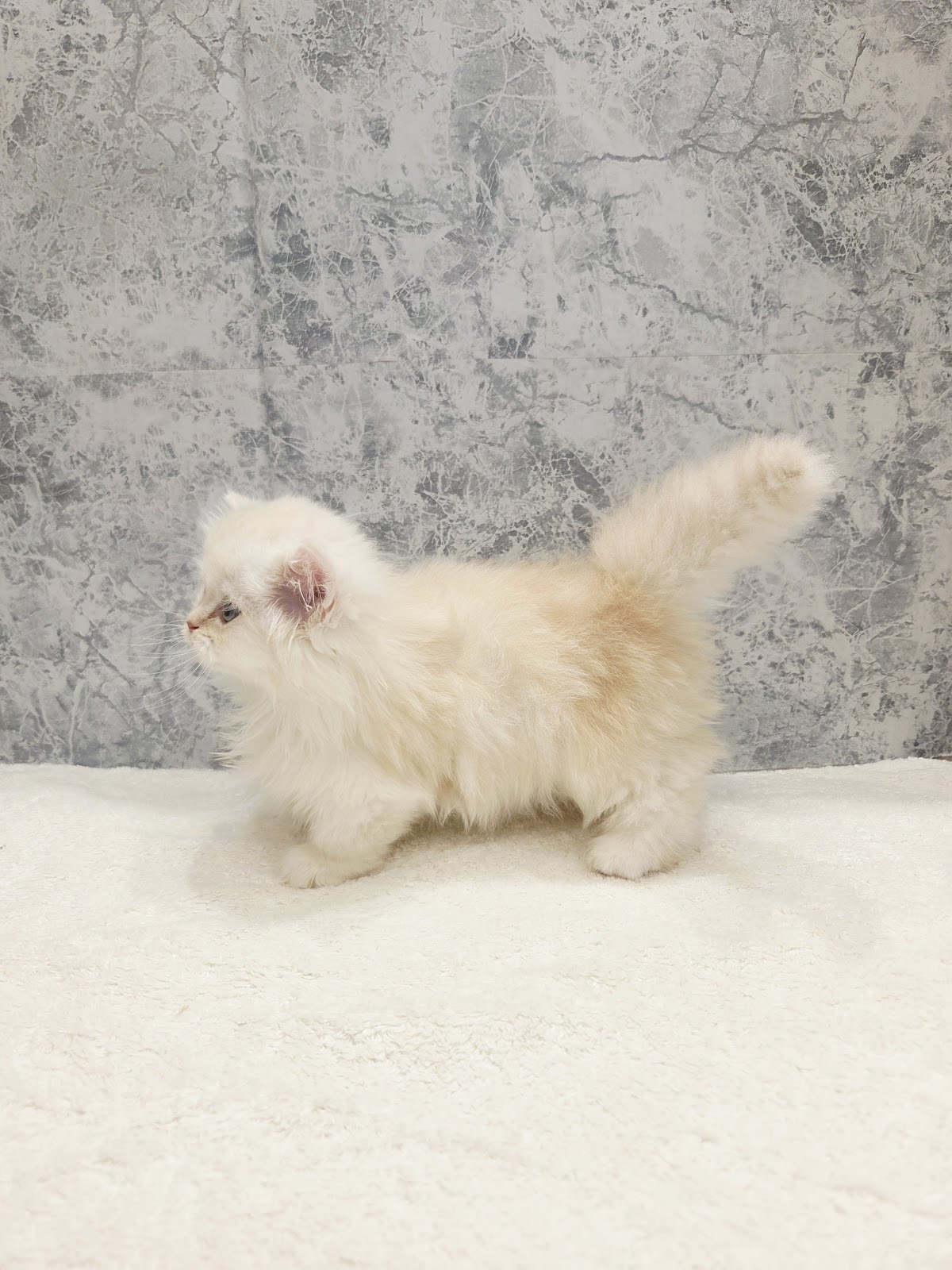 ミヌエットの写真2