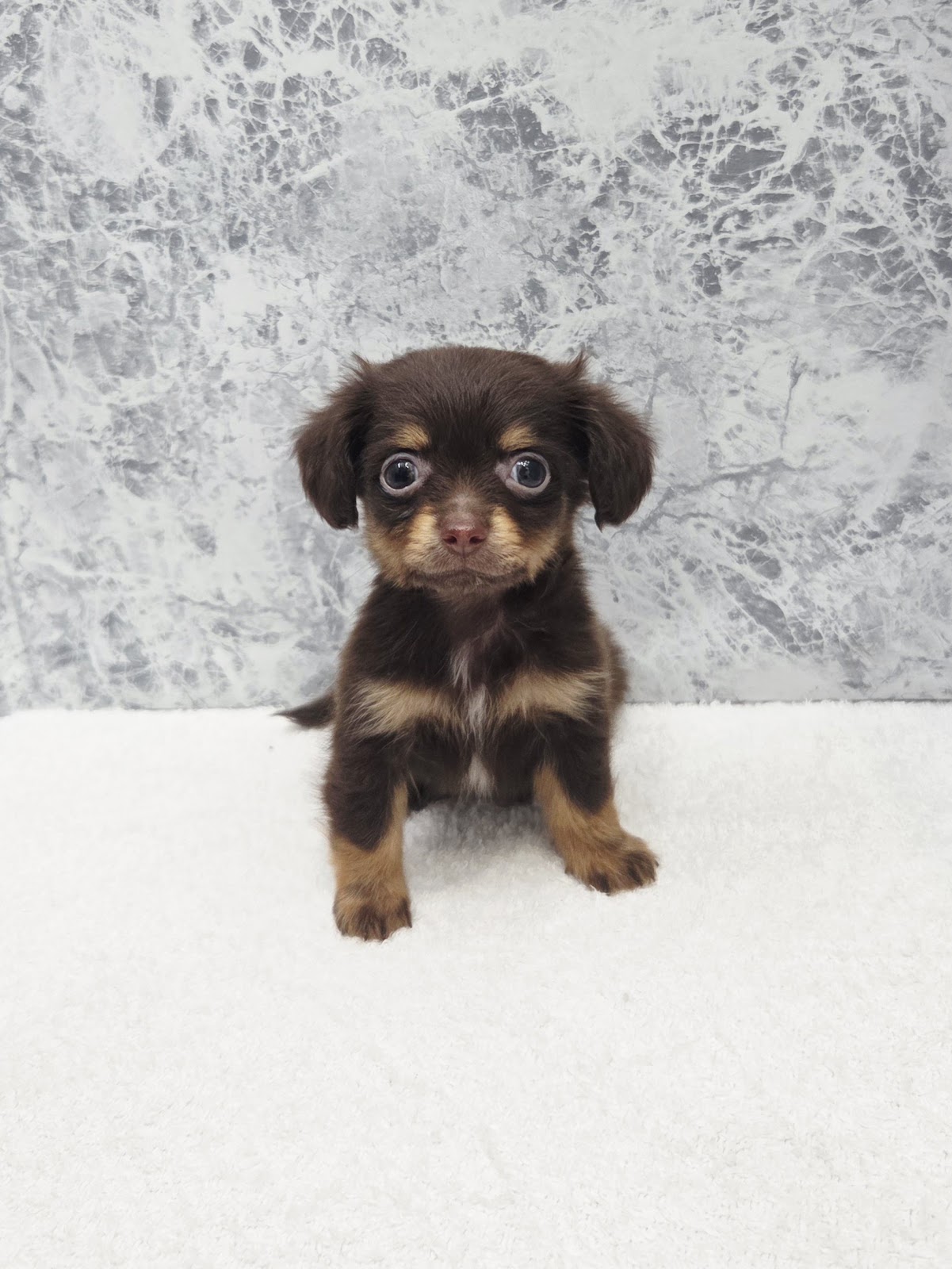 ミニチュアダックスフンド×チワワの写真