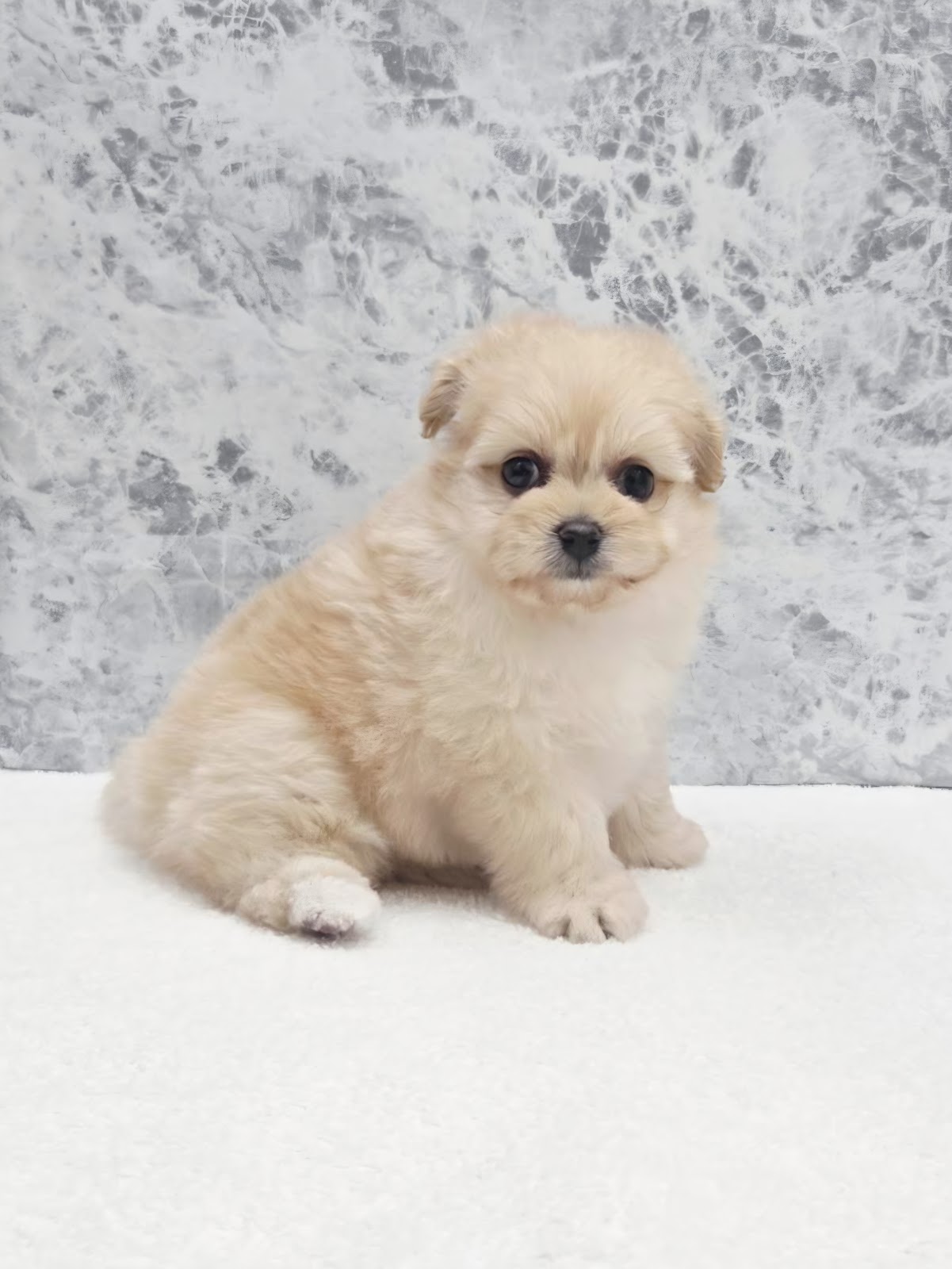 トイプードル×ポメラニアンの写真3