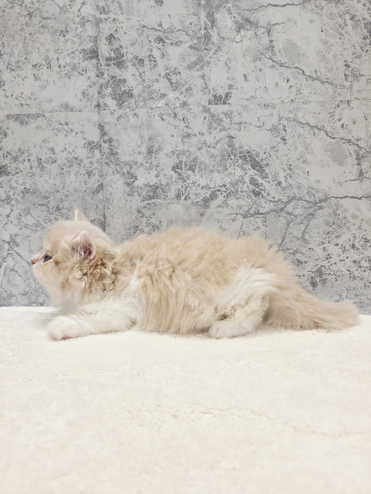 ミヌエットの写真2