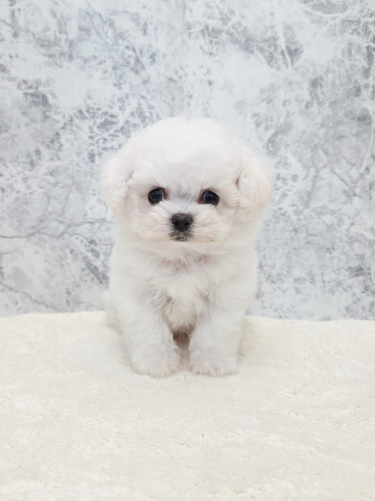 ビションフリーゼの写真