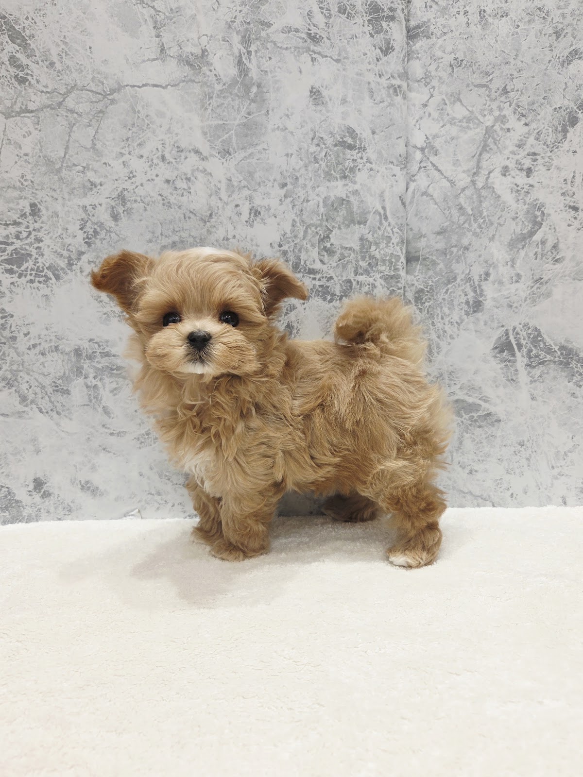 トイプードル×マルチーズの写真3