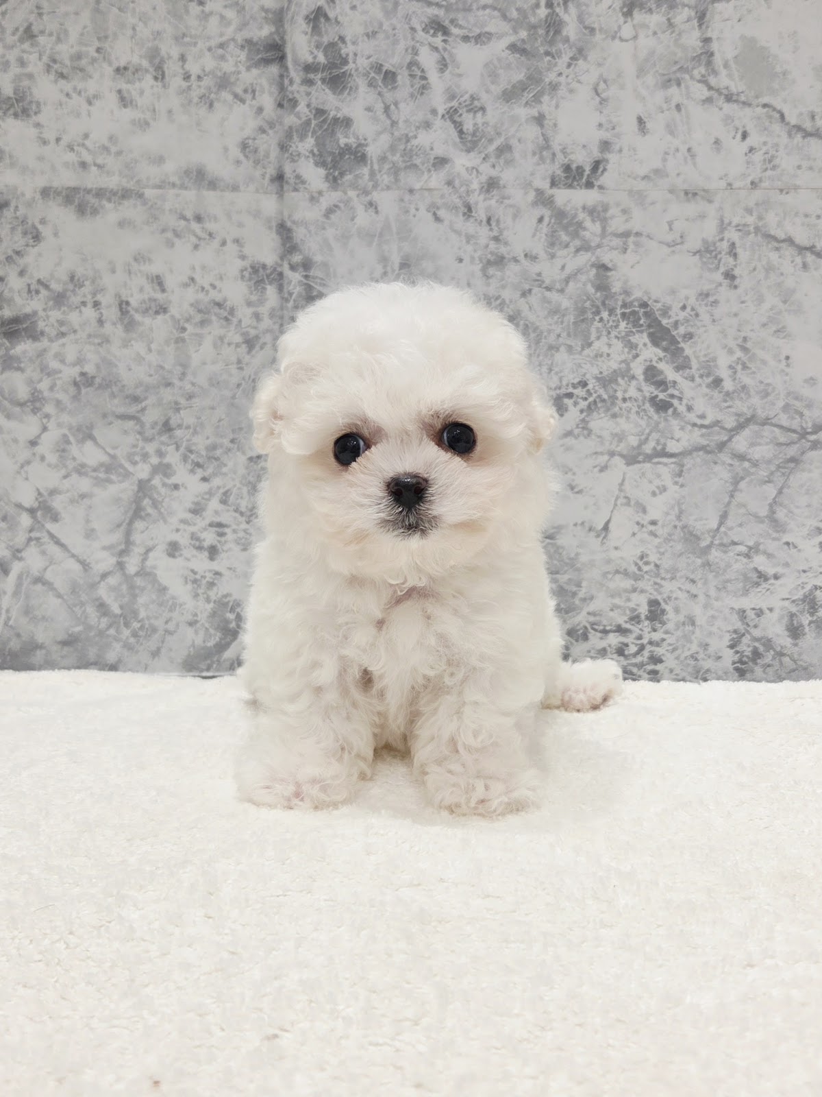 ビションフリーゼの写真