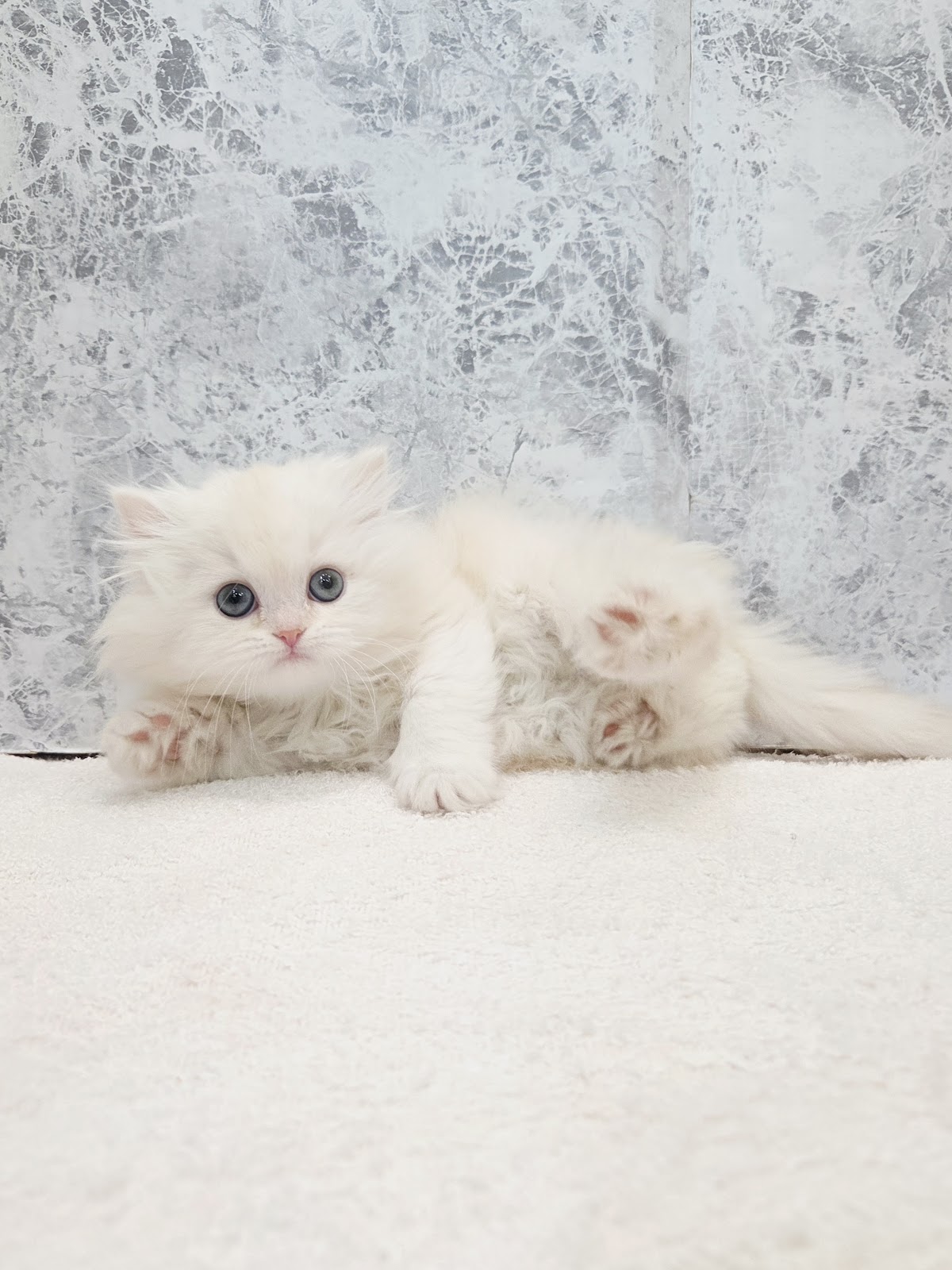 ラガマフィンの写真3