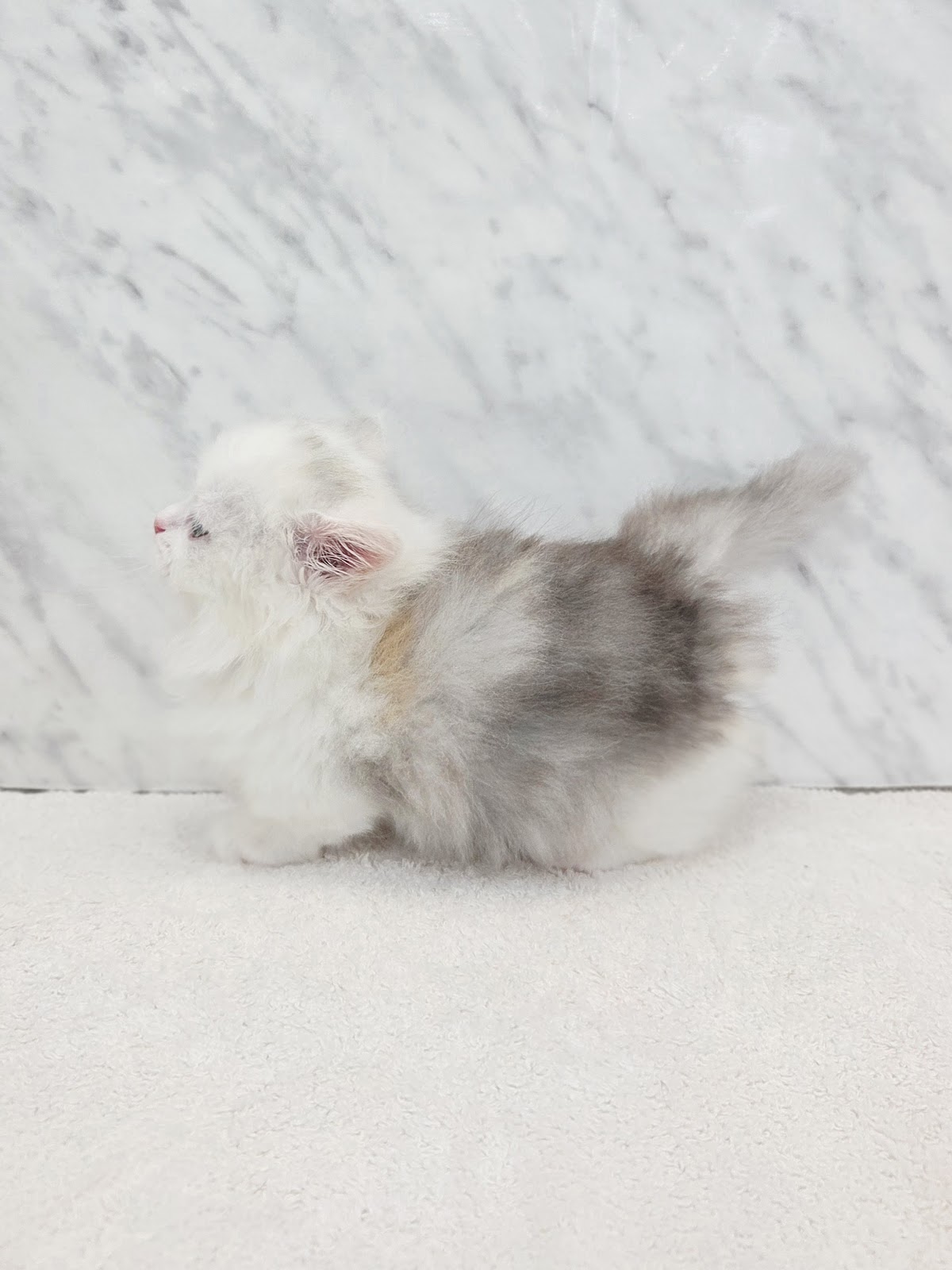 ミヌエットの写真2