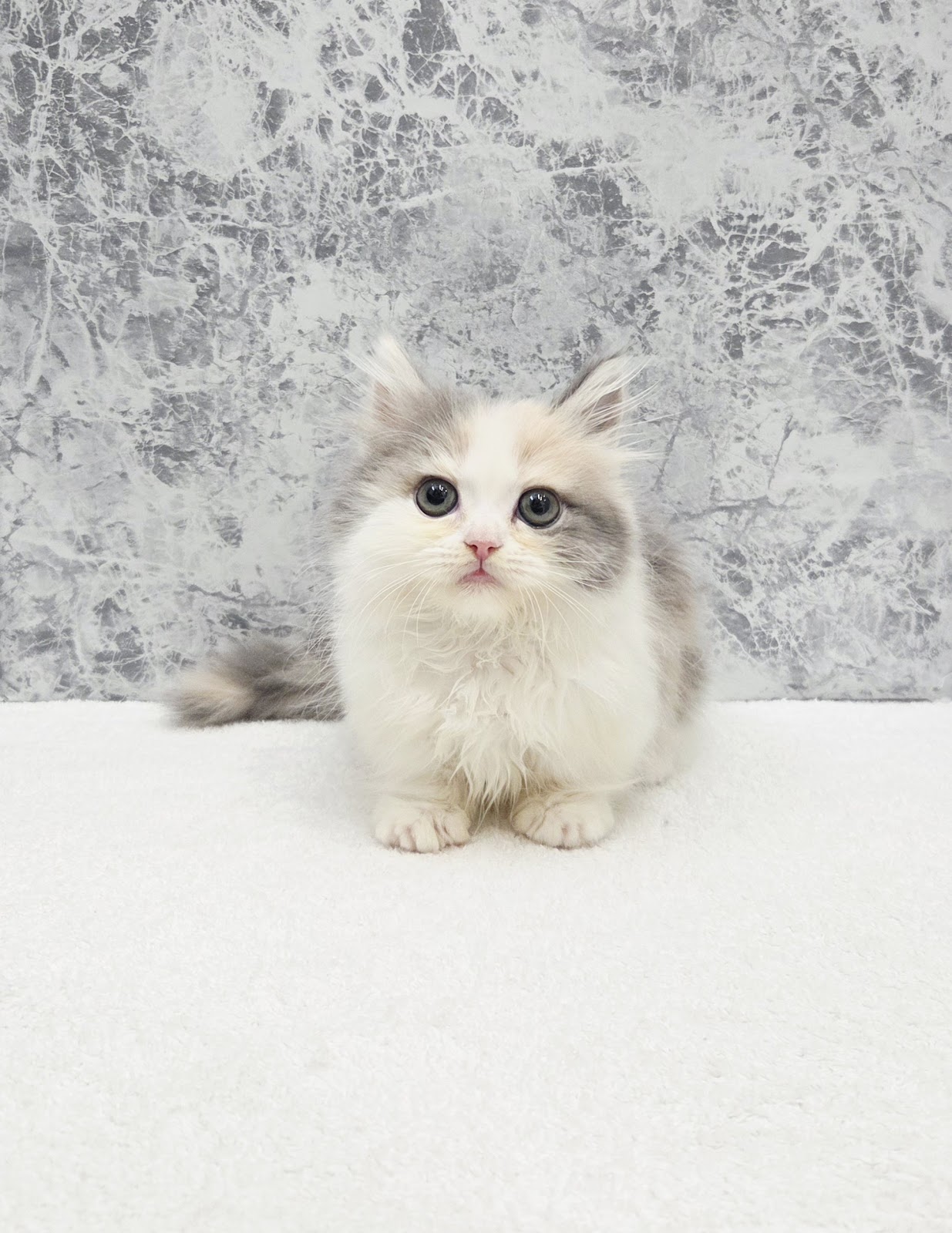 ミヌエットの写真