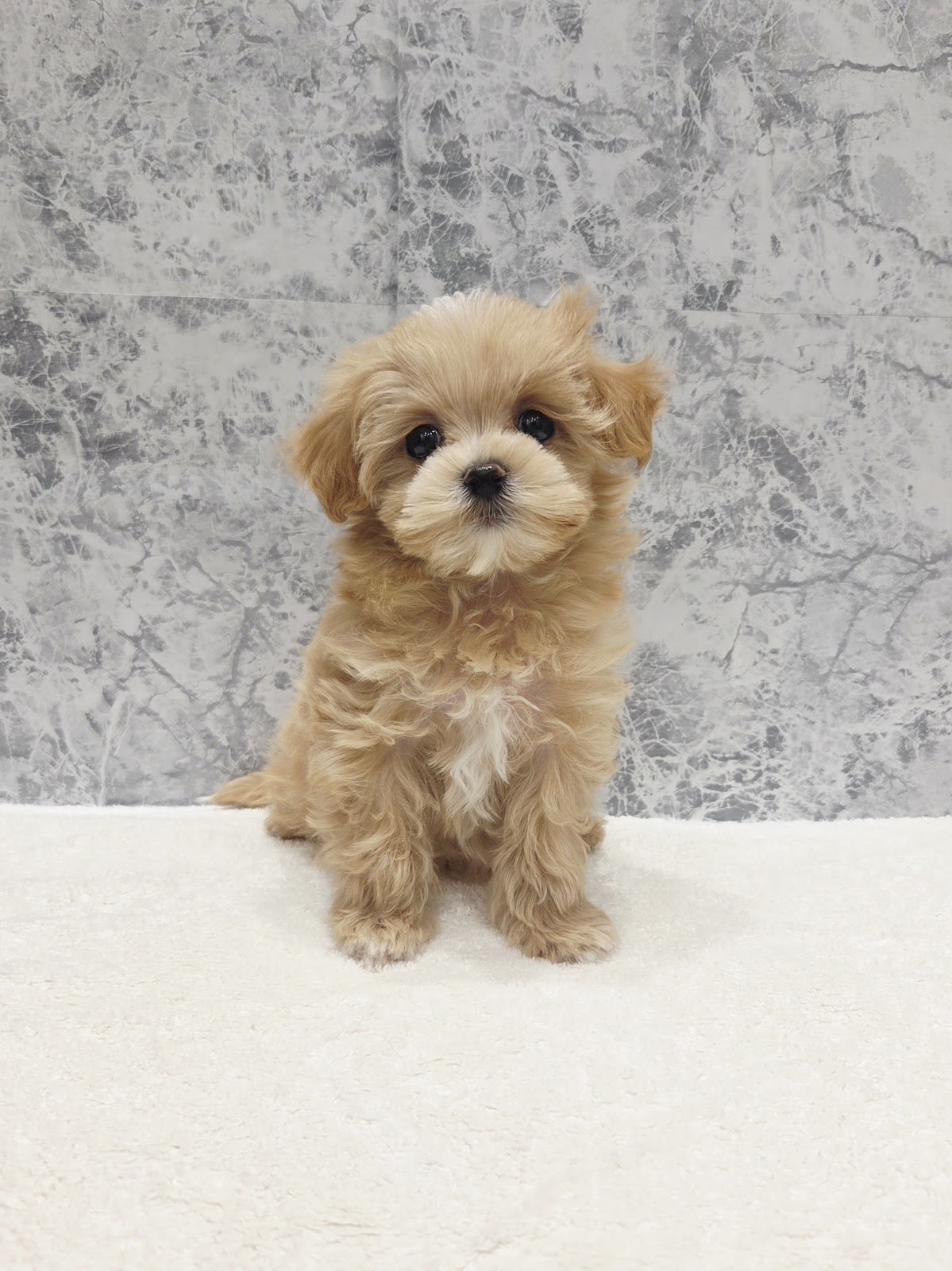 トイプードル×マルチーズの写真