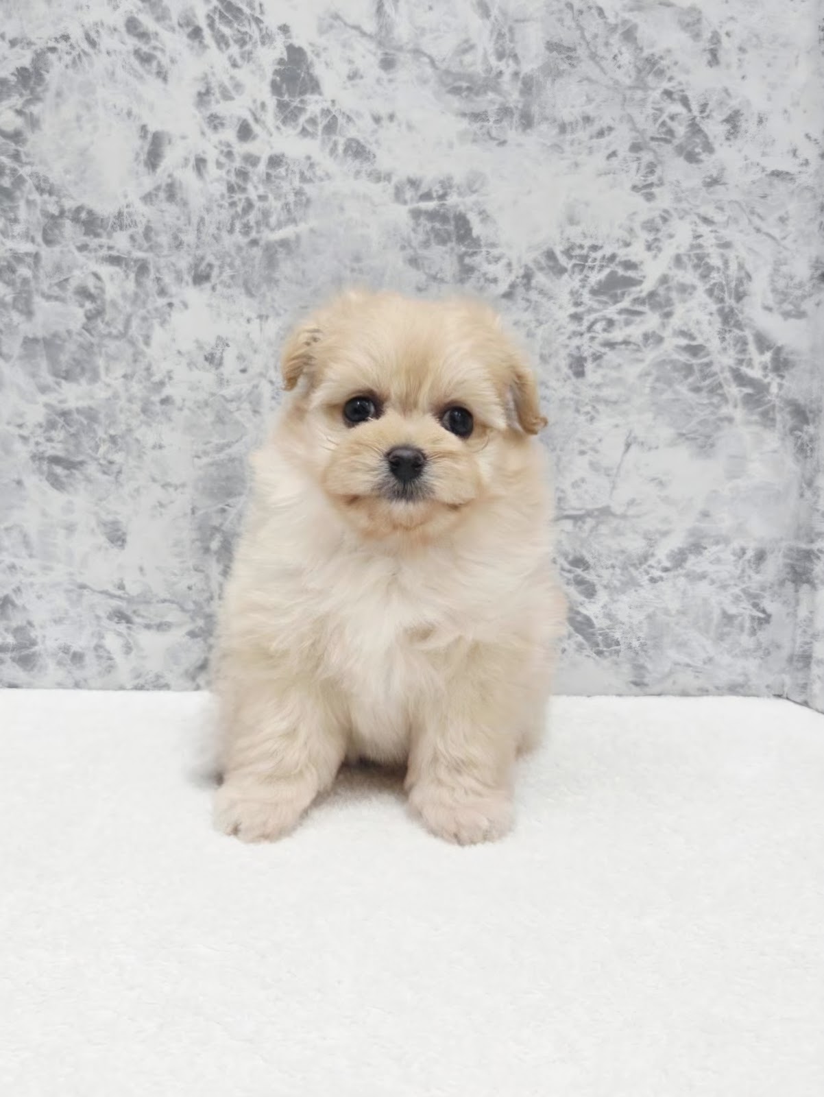 トイプードル×ポメラニアンの写真