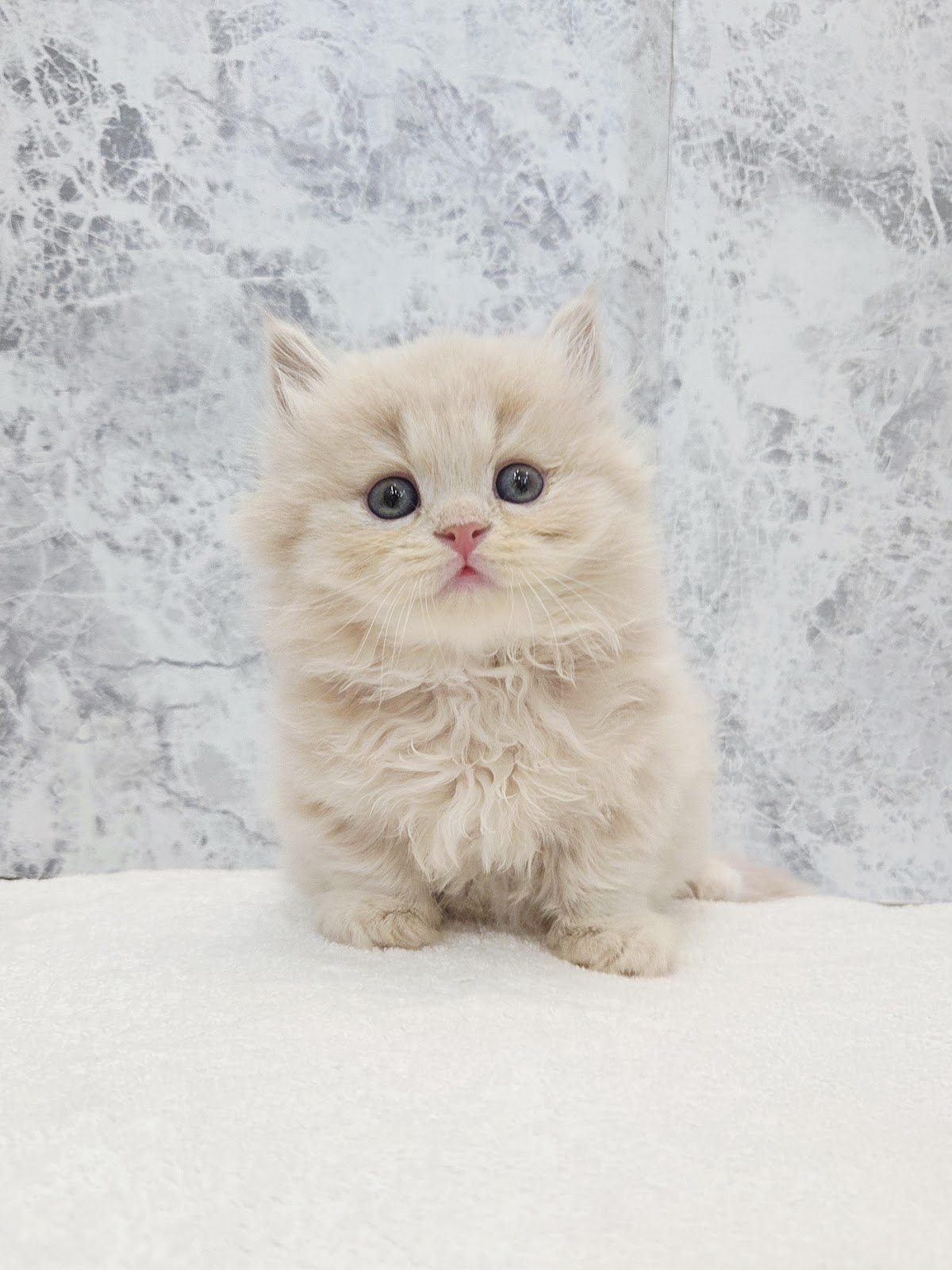 ミヌエットの写真