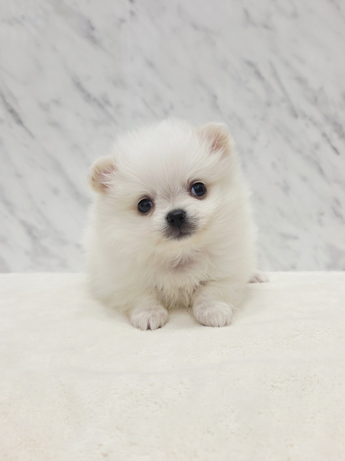 ポメラニアン×チワワの写真3