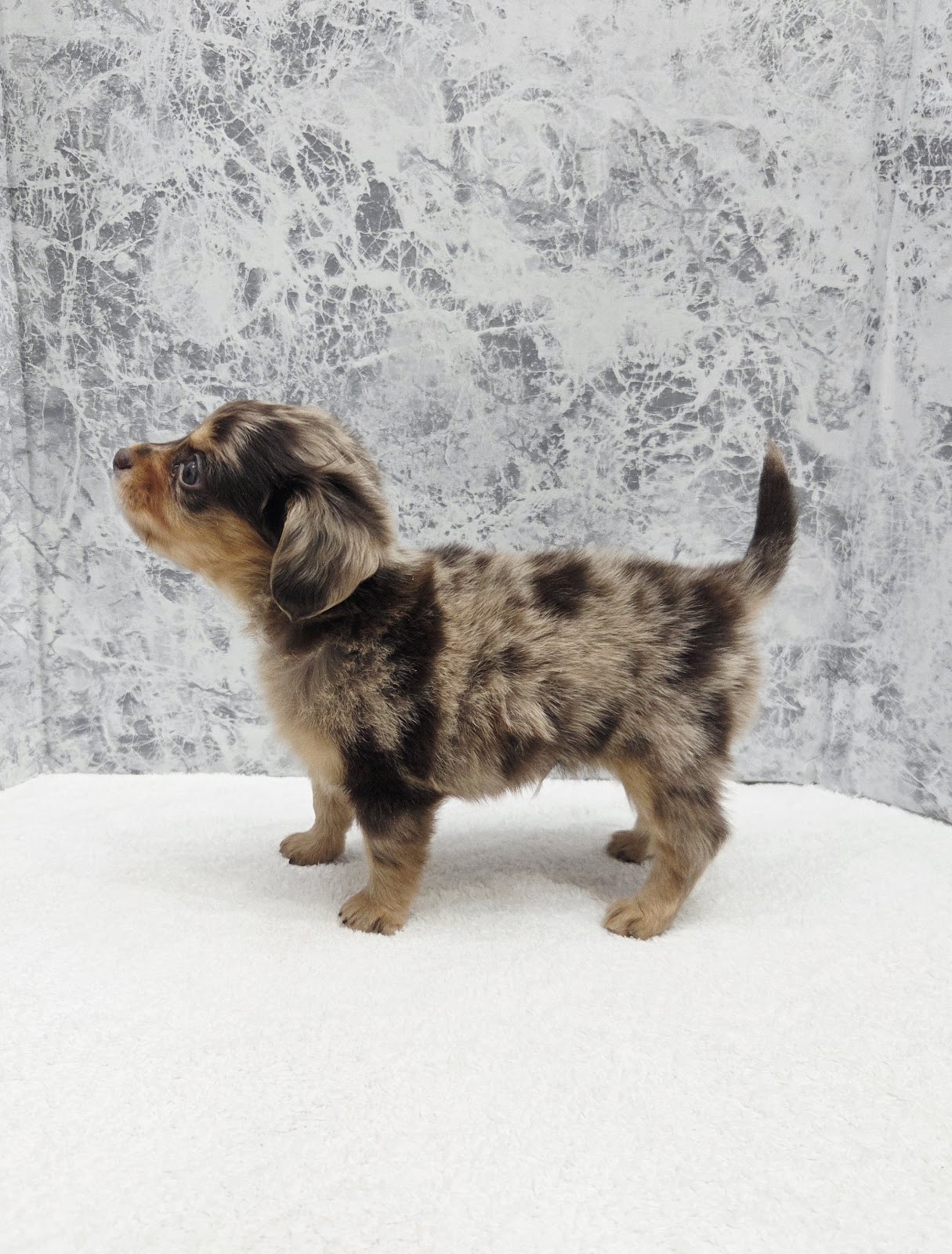 ダックスフンド×チワワの写真2