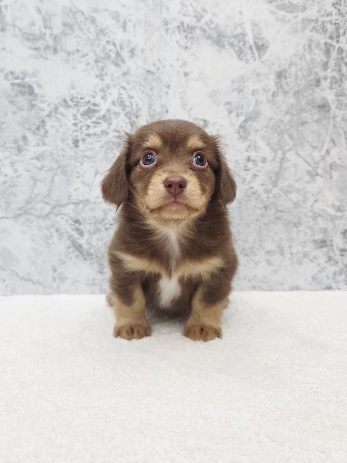 チワワ×カニーヘンダックスフンドの写真