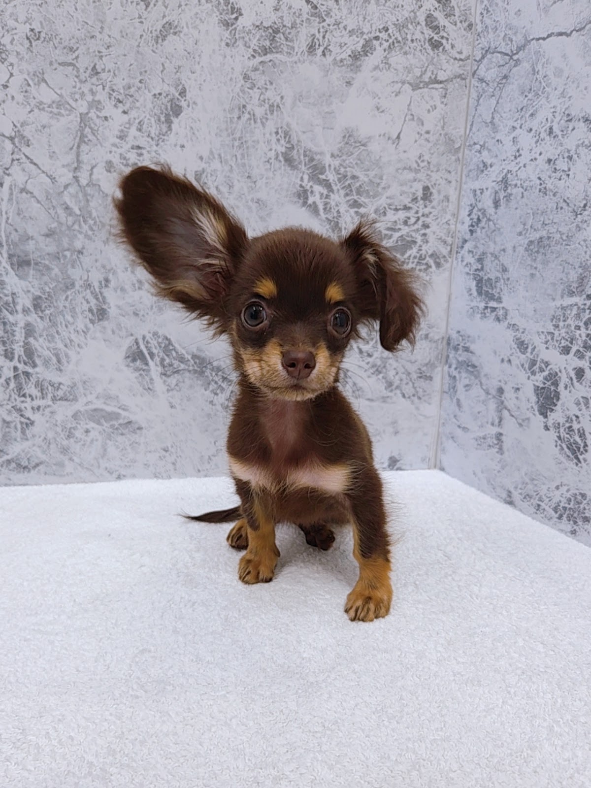 ミニチュアダックスフンド×チワワの写真