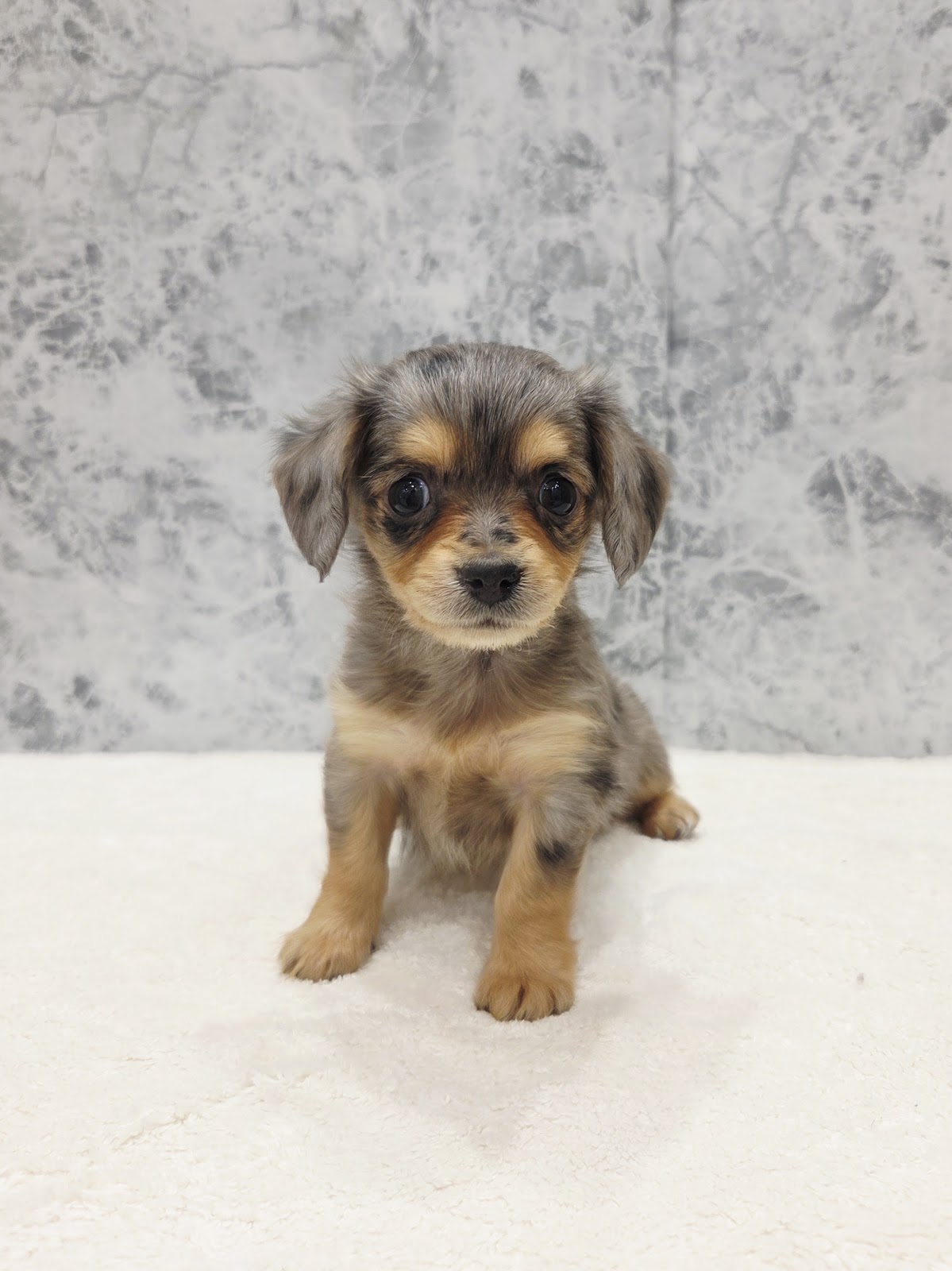 ダックスフンド×チワワの写真