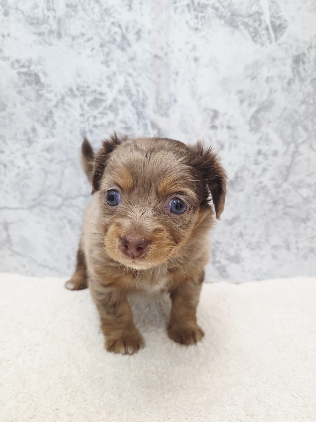 チワワ×カニーヘンダックスフンドの写真3