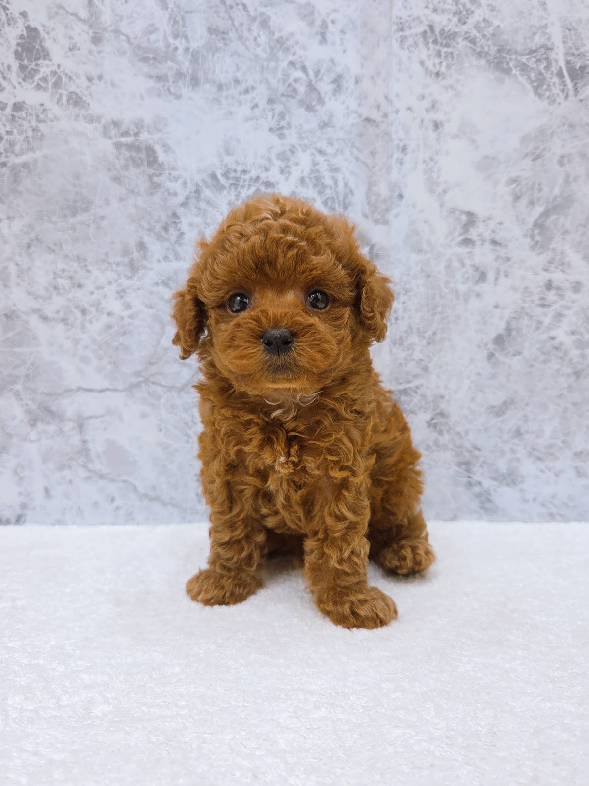 タイニープードルの写真3