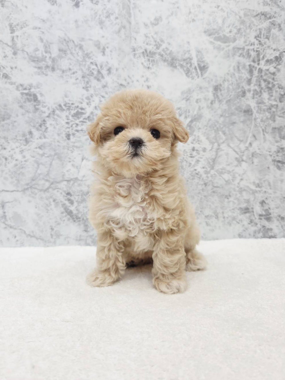 マルチーズ×トイプードルの写真