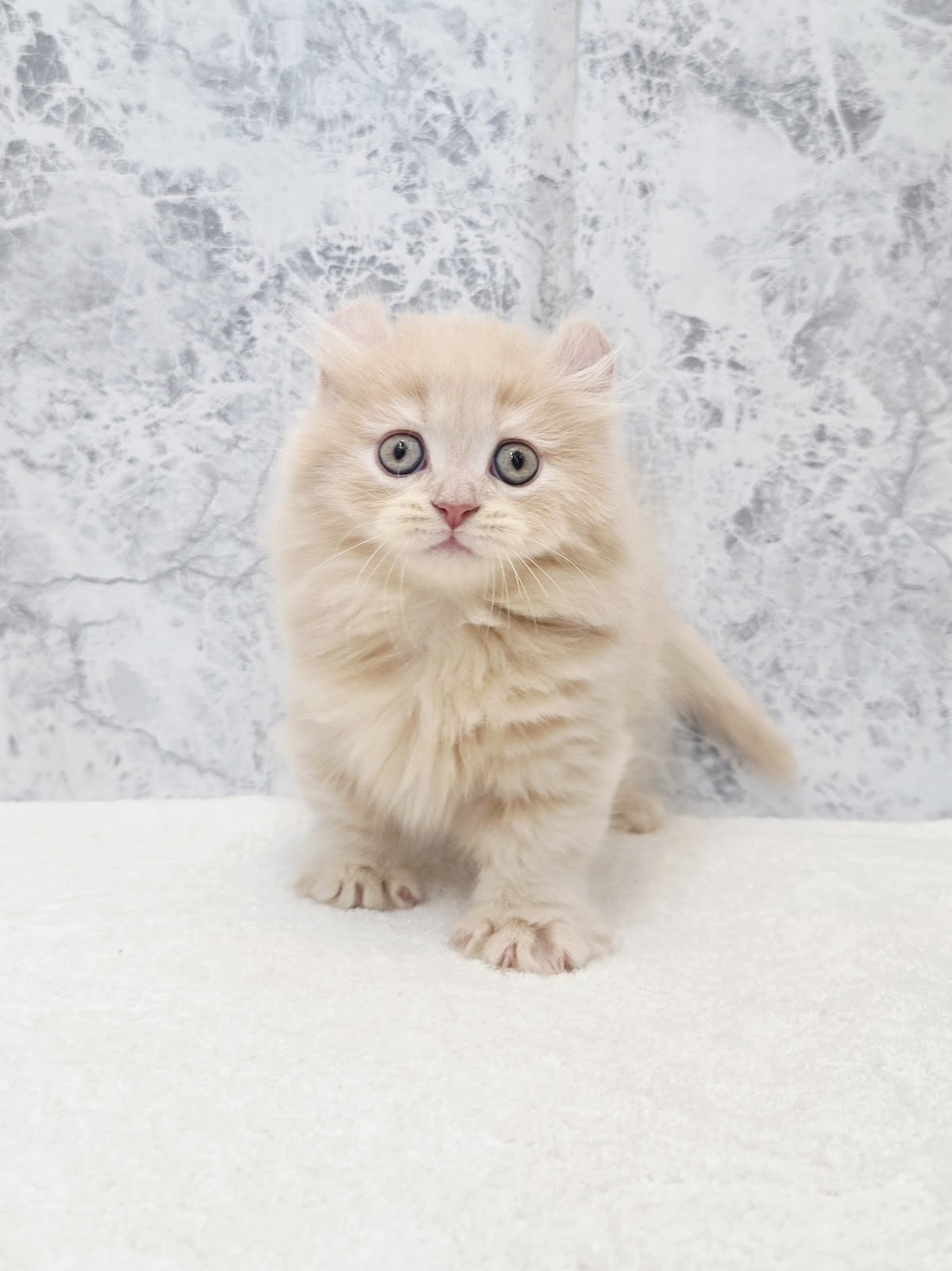 キンカローの写真