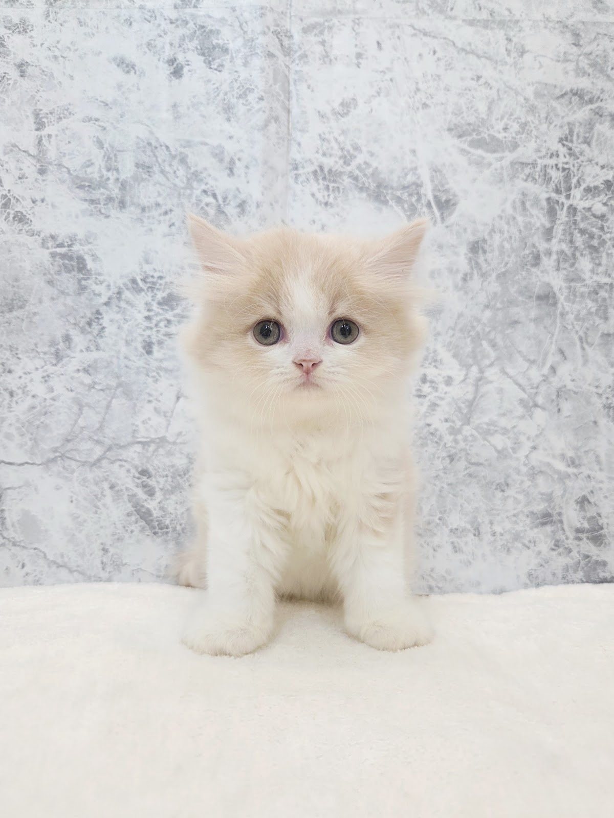 ラガマフィンの写真