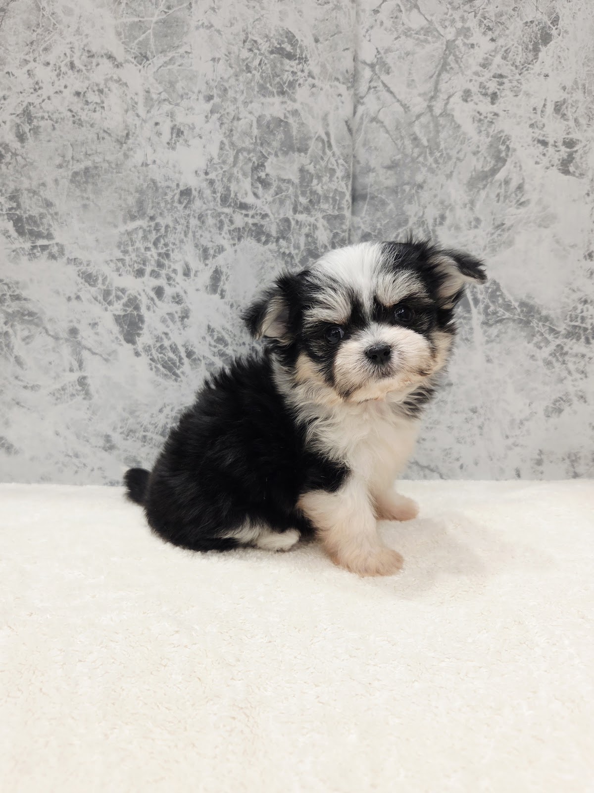 マルチーズ×チワワの写真3