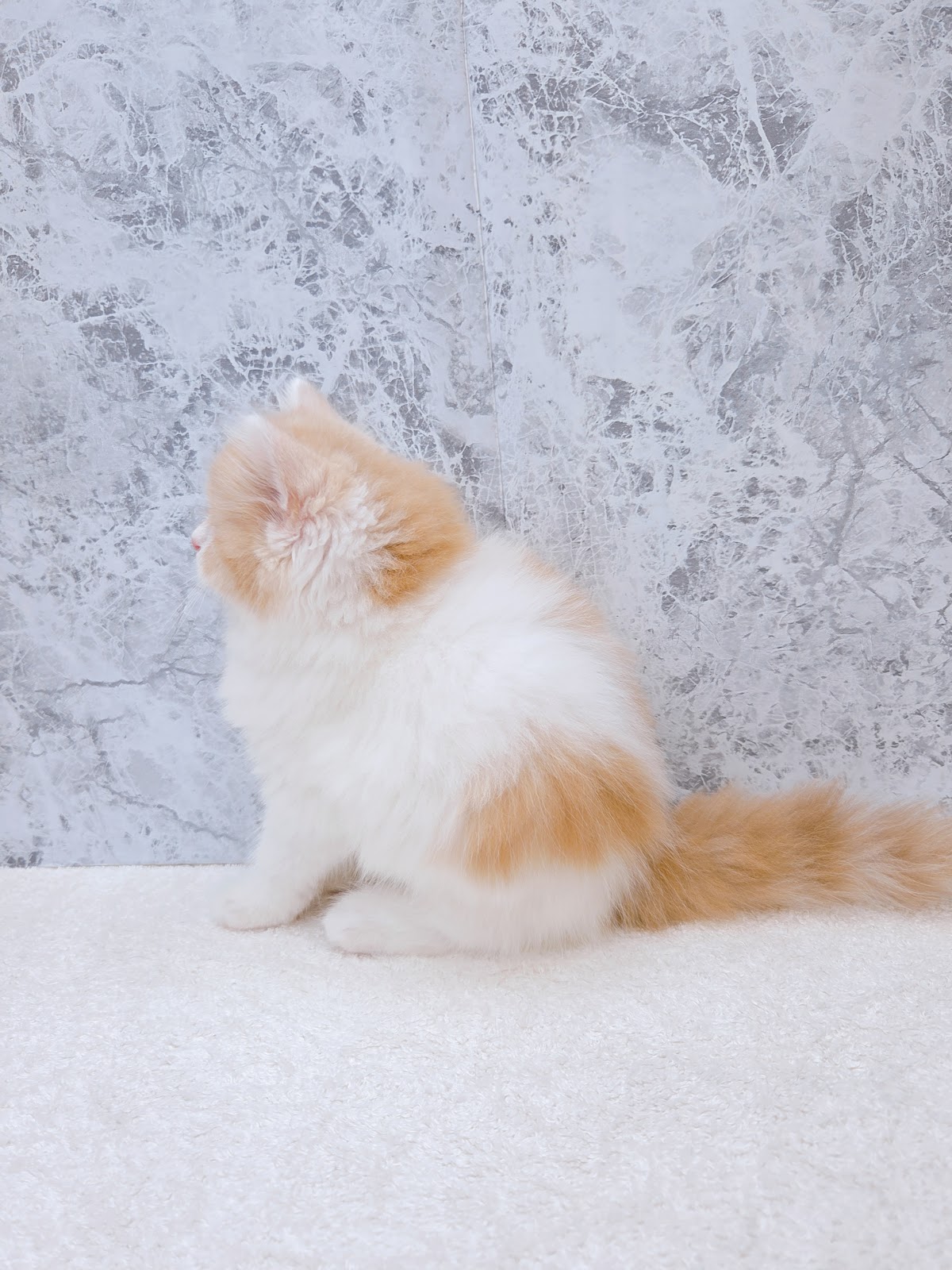 サイベリアンの写真2