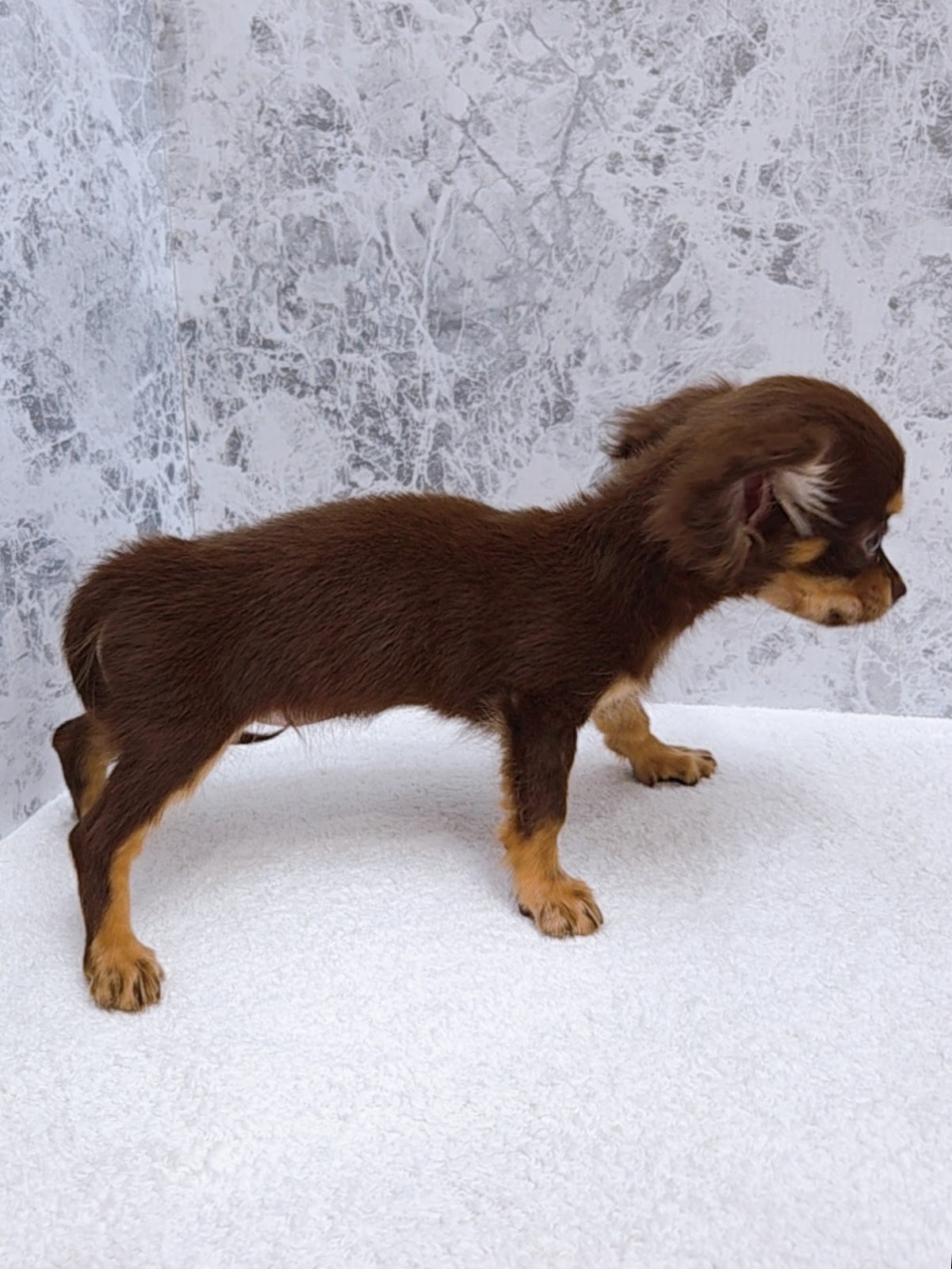 ミニチュアダックスフンド×チワワの写真2