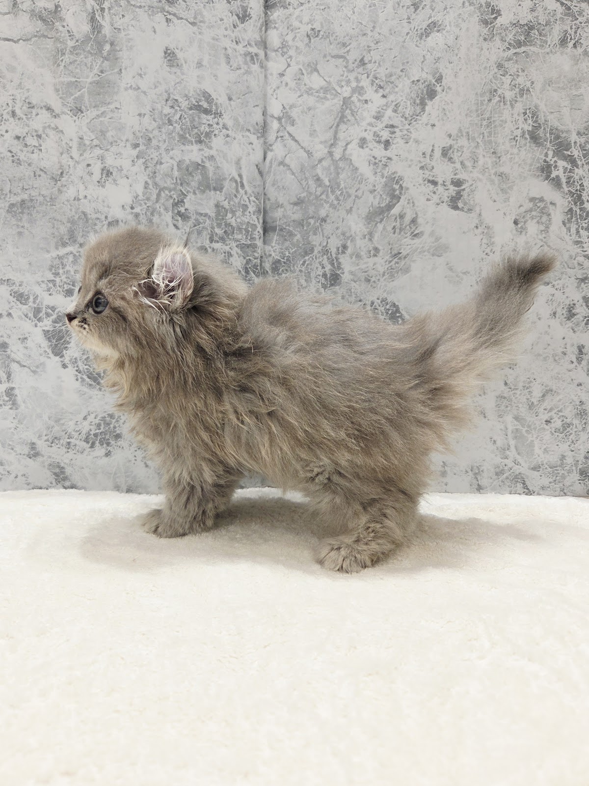 アメリカンカールの写真2