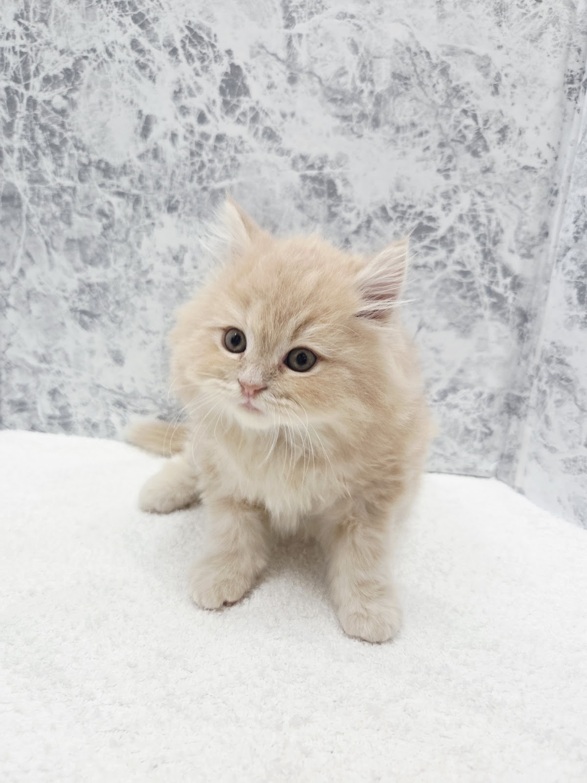 サイベリアンの写真3